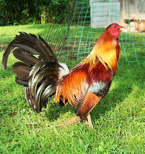 Toppy gamefowl history 17 Best images about cock roosters on Pinterest RUBLE TRIOS FOR SALE The Sherrill Penny Hatch like many originated from the Penny Hatch of Soddy Daisy, TN Readworks Answer Key Quality Gamefowl for Breeding Quality Gamefowl for Breeding. . Leiper hatch gamefowl history